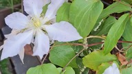 Clematis YUKIKOMACHI #clematisy