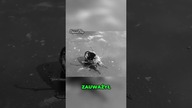 ZOMBIE OWAD Niesamowite Odkrycie w Ogrodzie!