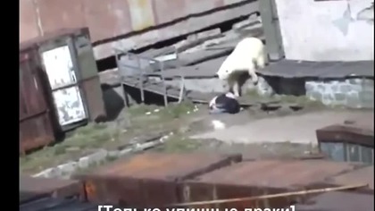 Niedzwiedz polarny atakuje kobiete