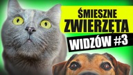 ŚMIESZNE KOTY I PSY WIDZÓW #3  DUBBING: MATT OLECH