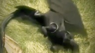 #toothless #howtotrainyourdragon #httyd #shortsvideo #shorts @PseudoRipper