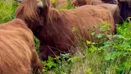Zmiana kwatery.  Stado nr 1, sierpień 2024 #highlandcattle #farming #cattle #baski #szkockiekrowy