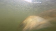 Fish atak kamera Gopro 13