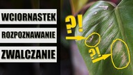 WCIORNASTKI- szare, żółte, suche plamy i rany na liściach, pozwijane i nie rozwijające się liście