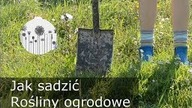Z Mojego Ogrodu: Sadzenie roślin. Jak prawidłowo posadzić pnącza ?