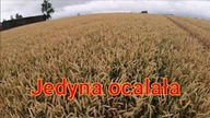 Pszenica ocalała/ Julius/ Kula