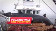 Norweski rząd zezwala na mordowanie setek ciężarnych wielorybic