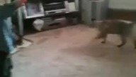 Kot vs dziecko
