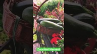 Zucchini harvest for salad  and pancakes !