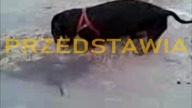 Jamnik na plaży .  Teckel sur la plage.
