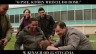 O psie, który wrócił do domu  spot 30 s.