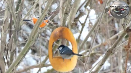 Jak zrobić karmnik dla ptaków z suszonej dyni - Pomysły Plastyczne DiY