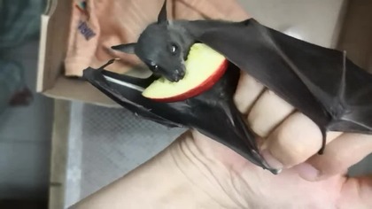 the bat