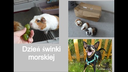 Unboxing paczki z okazji dnia świnki morskiej