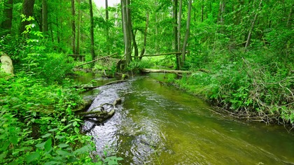 Immerse yourself in the tranquility of a pristine forest. Let the gentle sounds of a flowing stream and the cheerful chorus of birds wash over you, bringing a sense of peace and calm to your day. This video offers a pure nature soundscape to help you relax, focus, and sleep.

This video features a beautiful, natural scene of a river winding its way through a lush, green spring forest. The only sounds you will hear are the high-quality, authentic audio recordings of:

The gentle flow of the babbling brook

The ambient, joyful singing of various forest birds

There is no added music, no talking, and no interruptions  just pure, natural ambiance.

THIS RECORDING IS PERFECT FOR:
 Relaxation & Stress Relief: Unwind after a long day and let the stress melt away.
 Deep Sleep & Insomnia: The constant, gentle sounds help to block out distracting noises and guide you into a restful sleep.
 Focus & Concentration: Improve your focus while studying, reading, or working by masking distracting background noises.
 Meditation & Yoga: Create a serene and natural atmosphere for your mindfulness practice.
 Soothing for Babies: The calming white noise of nature can help soothe fussy infants.

Recorded On / Gear Used:

Camera: Panasonic Lumix S5
Audio: RODE NT1 / Sennheiser MKE 600 + Zoom F3
Nature Sounds Therapy is your source for authentic, high-quality nature recordings.

 Listen to our podcast on Spotify:
 https://open.spotify.com/episode/1jyoWLXOZEPj2vdqOSMLM4?siXX3r9bLmTNK2w4rv6J1-GQ

 Download recordings in the highest quality on Patreon:
 https://patreon.com/NatureSoundsTherapy

 Also find us here:
 Castbox.fm: https://castbox.fm/app/castbox/player/id6655965
 Amazon Music: https://music.amazon.com/podcasts/5e147146-3ba6-4cde-bbbf-bca8170837c0/the-sounds-of-flowing-water

We Care About Your Peace and Safety

Your well-being is important to us, so please remember a few key guidelines. These recordings are meant to bring you comfort and relaxation, but they are not a substitute for professional medical care. If you struggle with insomnia, anxiety, or tinnitus, consulting a doctor is the best course of action.

Please also listen responsibly. Ensure the volume is at a safe level, and never listen while driving or operating machinery. Lets protect the hearing of our youngest listeners as well.

© Nature Sounds Therapy, 2025