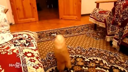 Kot kontra muzyczka z Mario