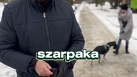 Optymalna zabawa z psem