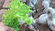 SAŁATA DLA KURCZAKÓW #chicken