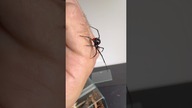 Prawdziwa wdowa na spacerze  Lacrodectus menavodi #spider #dangerous #blackwidow