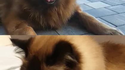 Ginger i Toffik co ty na to ? #shorty #shoot #shorts