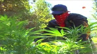 Zioło dla zuchwałych / The Green Rush - film dokument (2008) LEKTOR PL