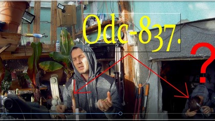 Odc-837-Banan musa Apple bez nasion,ratowanie przez ścinanie,temperatura,doświetlanie,brat klon. CDN.