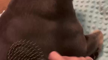 A to jest właśnie Piesek Francuski Karwa twa.