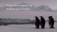 Poparzeni Kawą Trzy, Szukam Cię Wszędzie. [OFFICIAL LYRIC VIDEO]