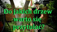 Przytulaj drzewa, dotykaj rośliny.  Dla zdrowia, witalności.