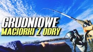 455 GRUDNIOWE MACIORKI Z ODRY - BARKI NR 2 WROCŁAW PZW