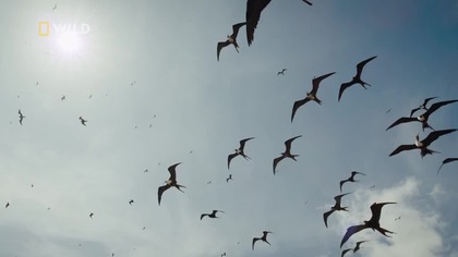 Plaża jaguarów - Jaguar Beach Battle (2025)