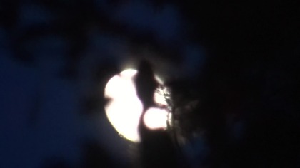 BiSTRO Electrique.  Księżycowe YouTubki.  Głos Przyrody.  LiX-LiX.