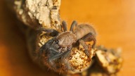 Nowy ptasznik!! Chilobrachys fimbriatus :O Oraz przekładanie POE!