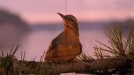 kawkadwa4
