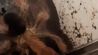 Psalmopoeus pulcher feeding  #spider #tarantula