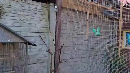 Kot wypuścił mi papugi * Poranek w Garden kuRaż 01. 03. 2026