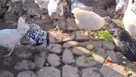 Kury w kropki * pierwszy dzień jesieni #Black polka dot chickens