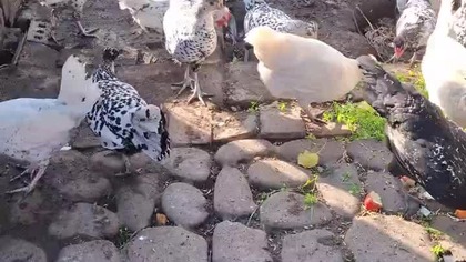 Kury w kropki * pierwszy dzień jesieni #Black polka dot chickens