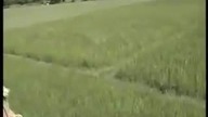 Atak tygrysa