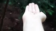 stare video z karmienia sikorek