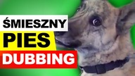 ŚMIESZNY PIES 