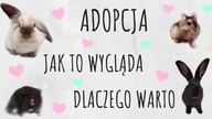 Adopcja chomika