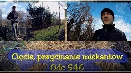 Odc-546-Cięcie, przycinanie miskanta olbrzymiego, kiedy sadzić,uprawa.  KLON