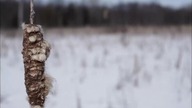 Envoyons de lavant - Wysyłamy z frontu (?) - francuska kanadyjska (quebecois) pieśń