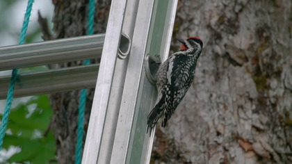 Opowieść o dzięciołach