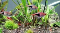 5 krewetki shrimp amano cherry aquarium