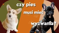 Czy pies potrzebuje wyzwań