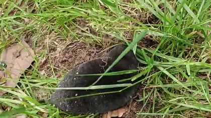 Krecik - spotkany w lesie pod Koszalinem, a nie w Czechach tym razem ;) Mały kret kopie dziurę!