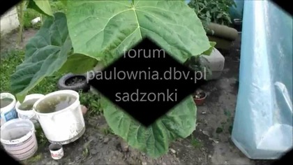 Paulownia puszysta cesarskie drzewo polska