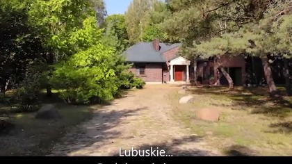 Ciągnie wilka do...  lubuskich las&oacute;w